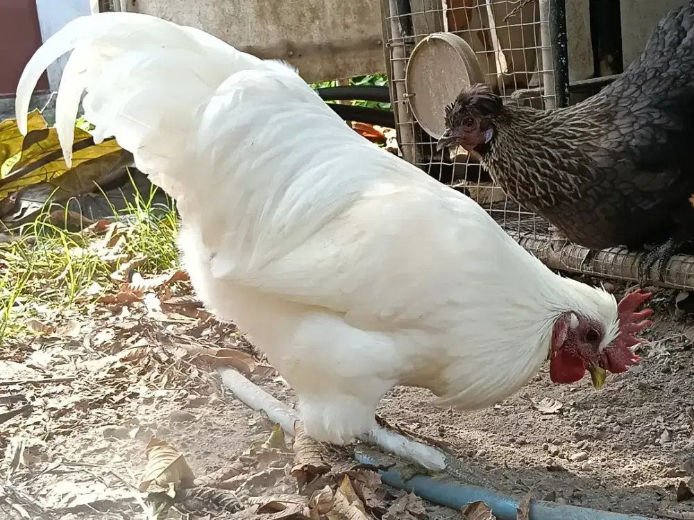 Ayam Hias Cross Breeding