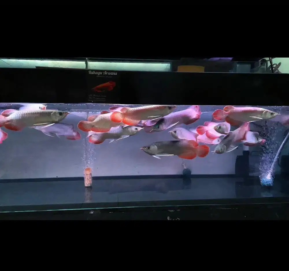 Ikan arwana super red 20-23cm