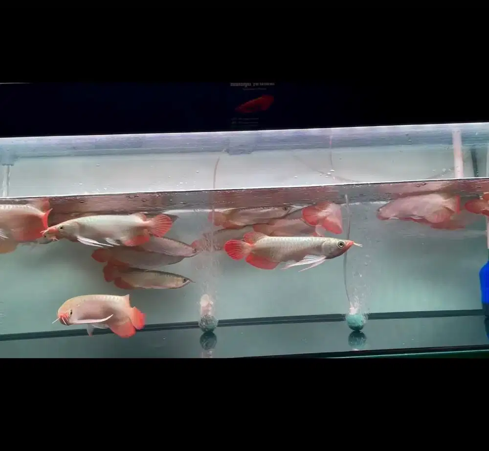 Ikan arwana super red metalik