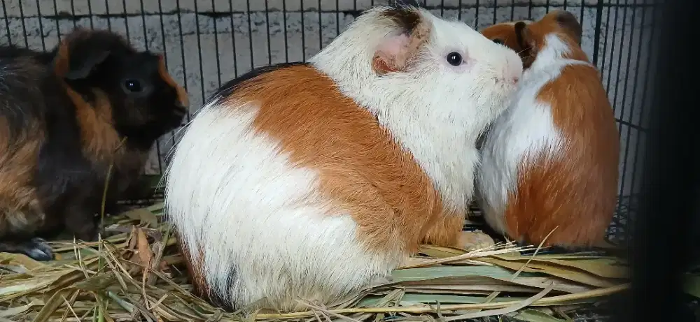 Marmut lucu gemuk