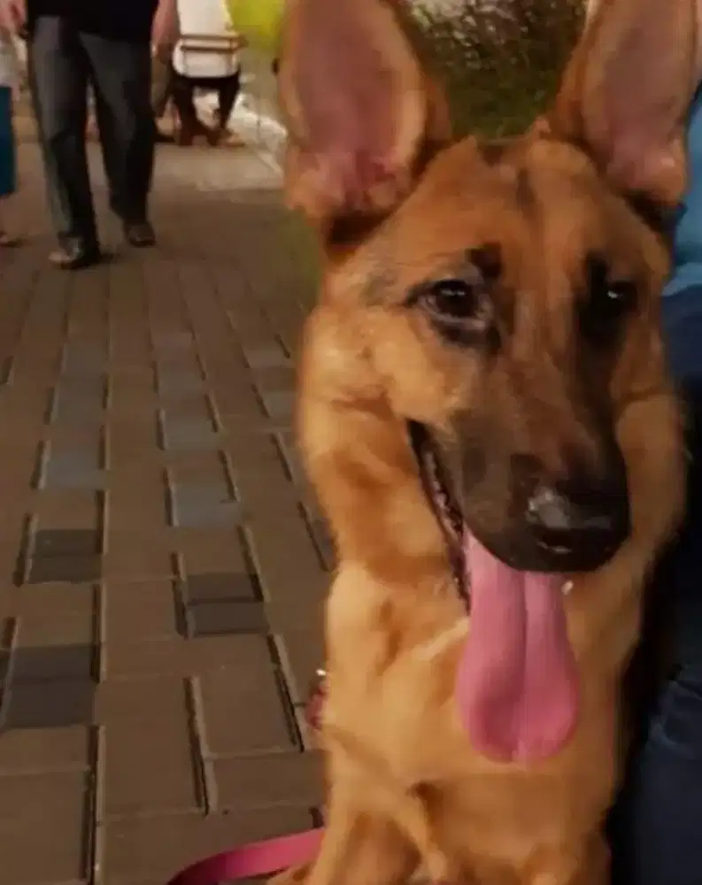 Jual Cepat Murah German Shepherd (Herder) Betina Dewasa - URGENT!