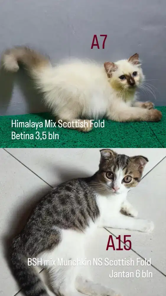 Scottish Fold Double