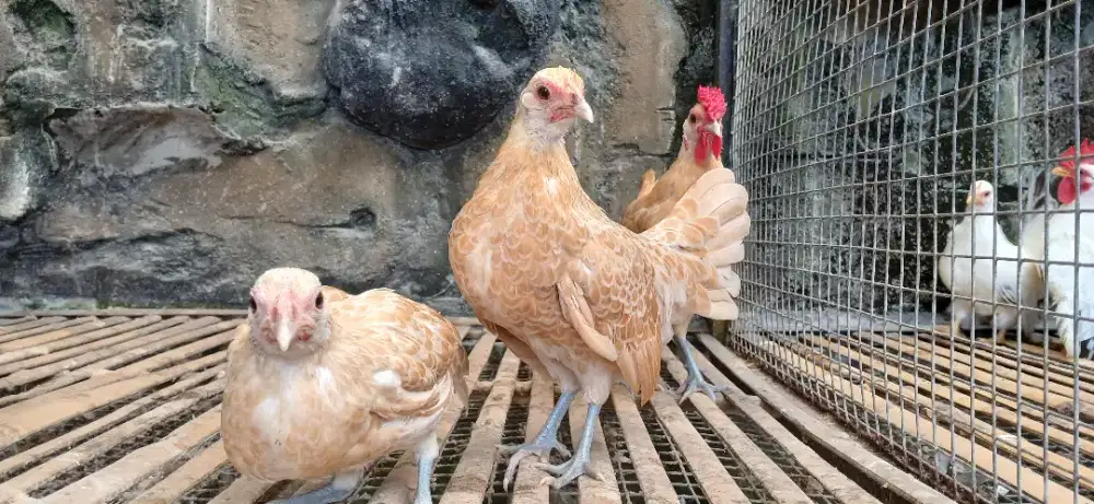 Ayam hias batik chamois