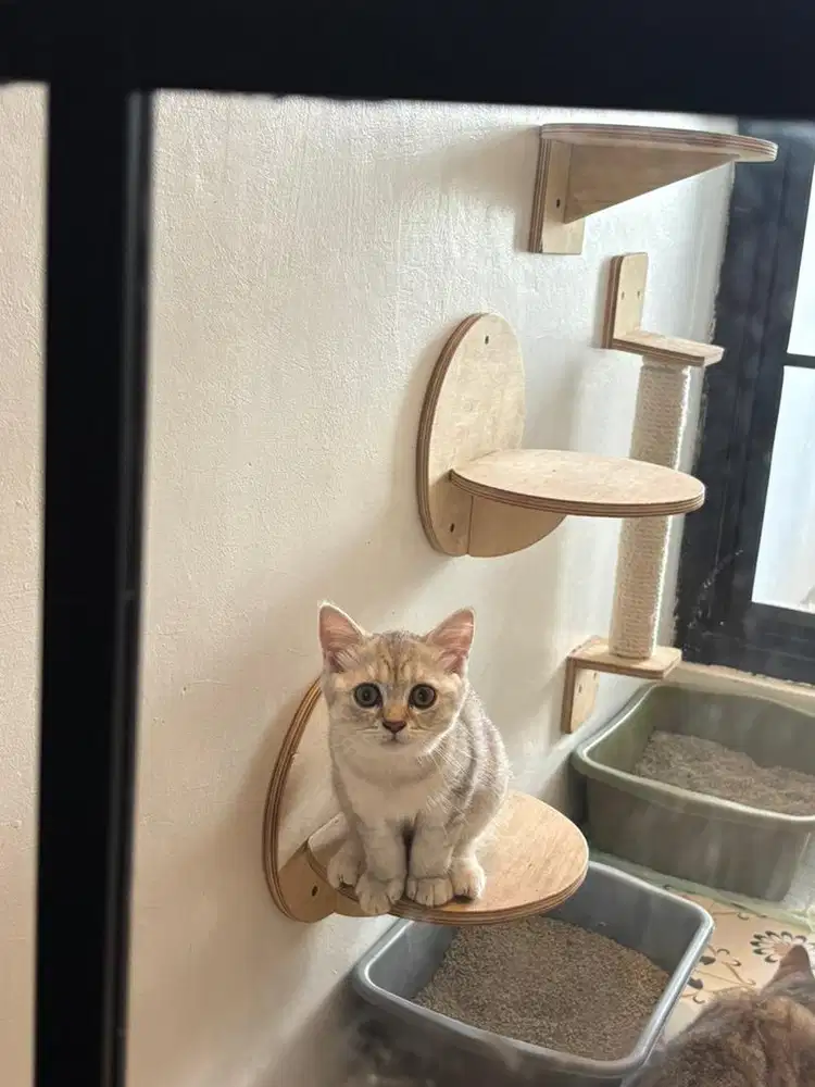 Bsh golden & silver tabby