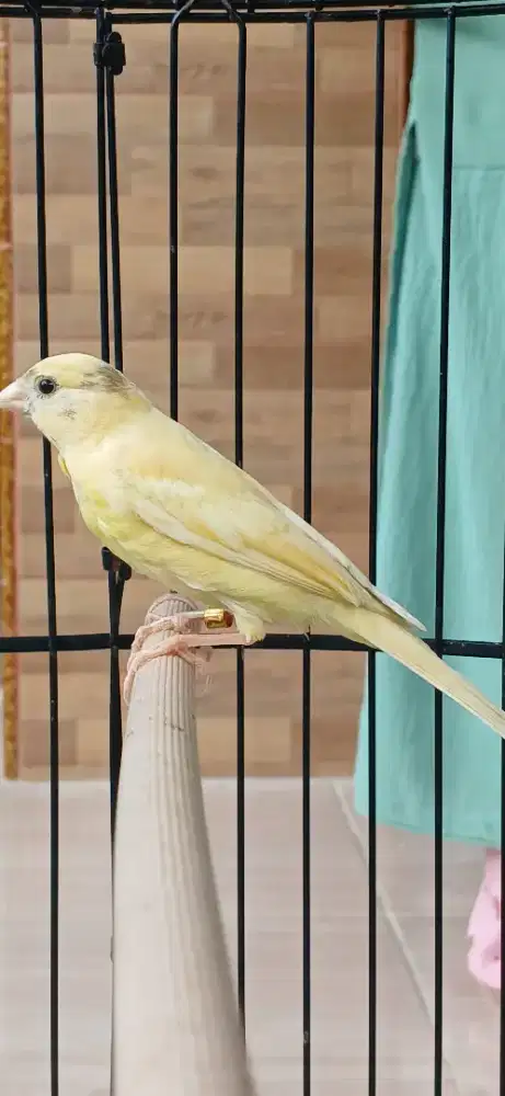 Kenari paud jantan