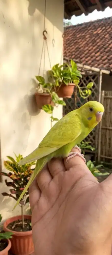 Parkit Jinak Total Bisa diajak main anak