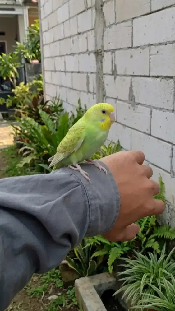 Parkit jinak total bisa diajak main
