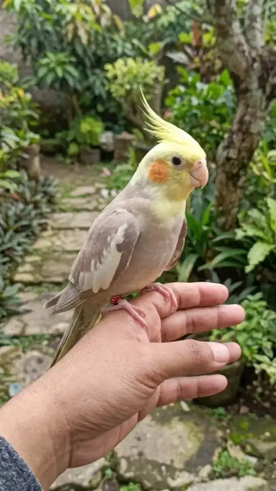 Burung Falk Parkit Australia Jinak Total Jantan Siul
