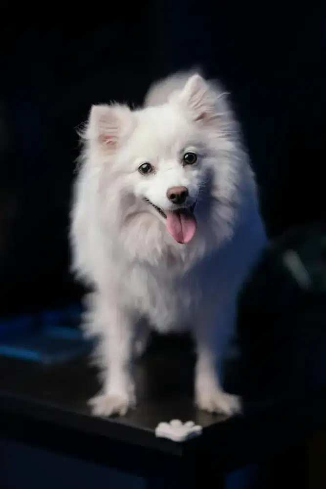 POMERANIAN JANTAN