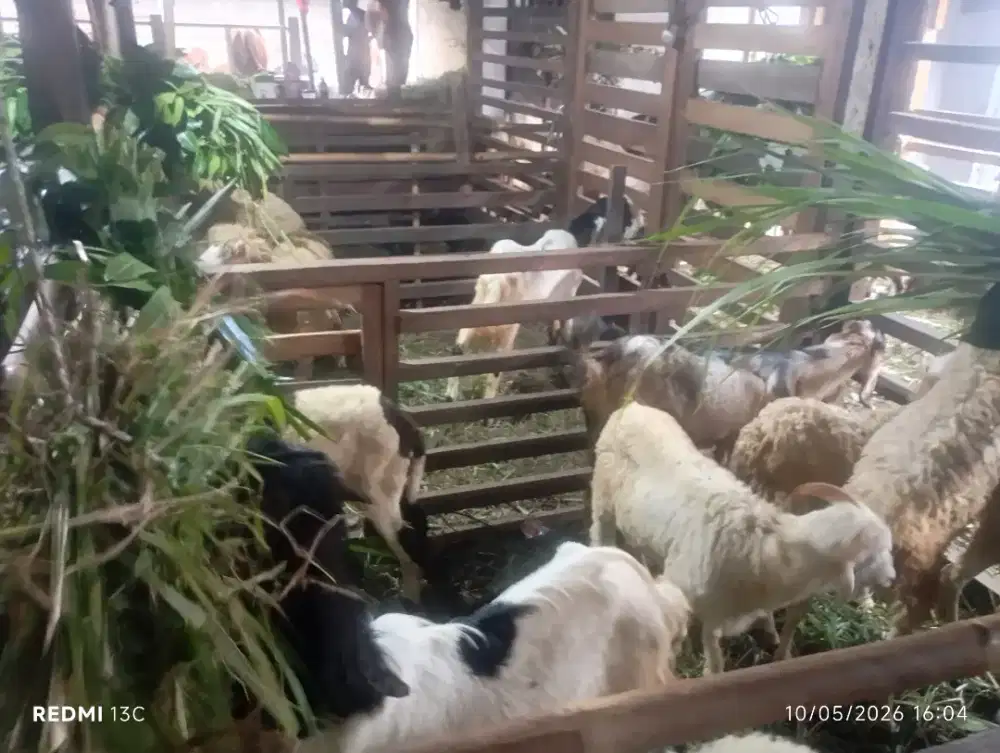 Jual kambing Aqiqah