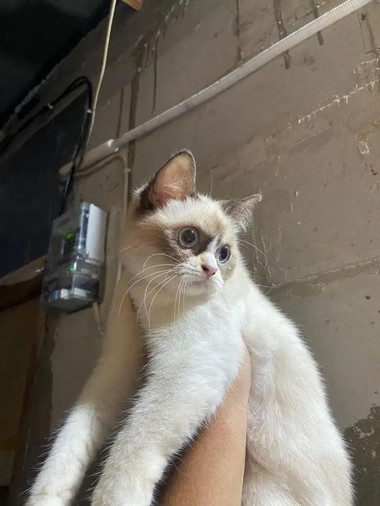 lepas adop kucing