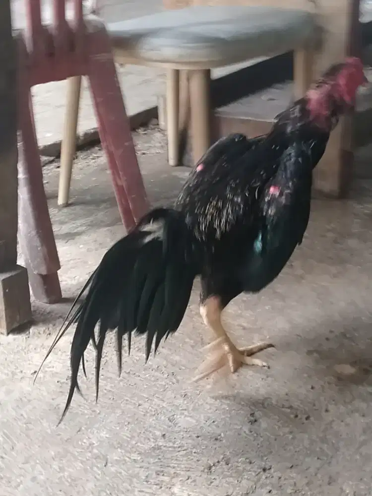 Jual ayam jago aduan