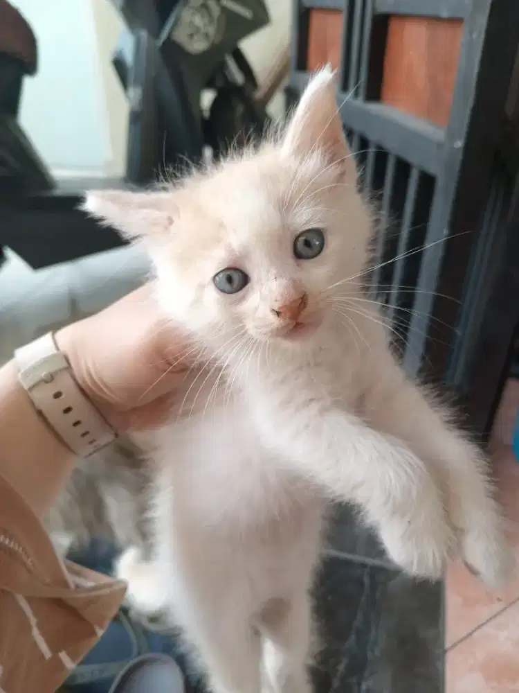 Anak kucing anggora