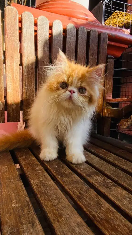 KITTEN PERSIAN PEAKNOSE BULU KAPAS