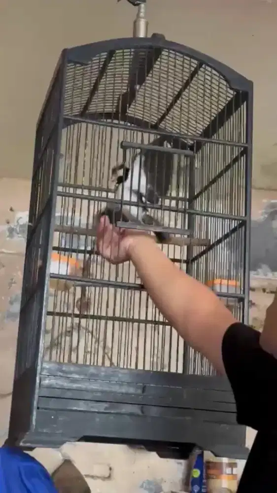 Burung jalak suren