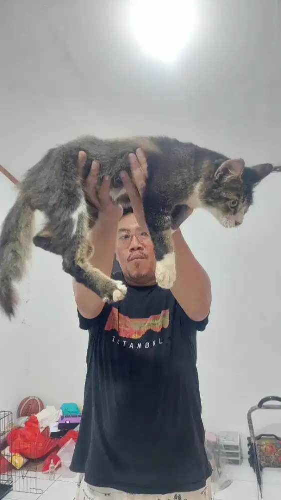 Kucing mainecoon x persia