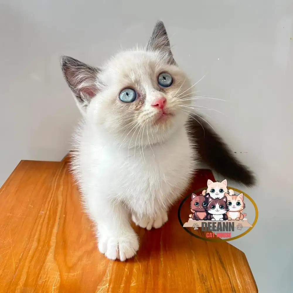 Kucing Munchkin Ragdoll Blue Eyes (Pure)