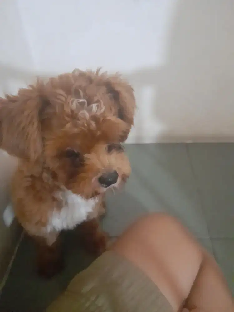 Dijual anak anjing shinpoo