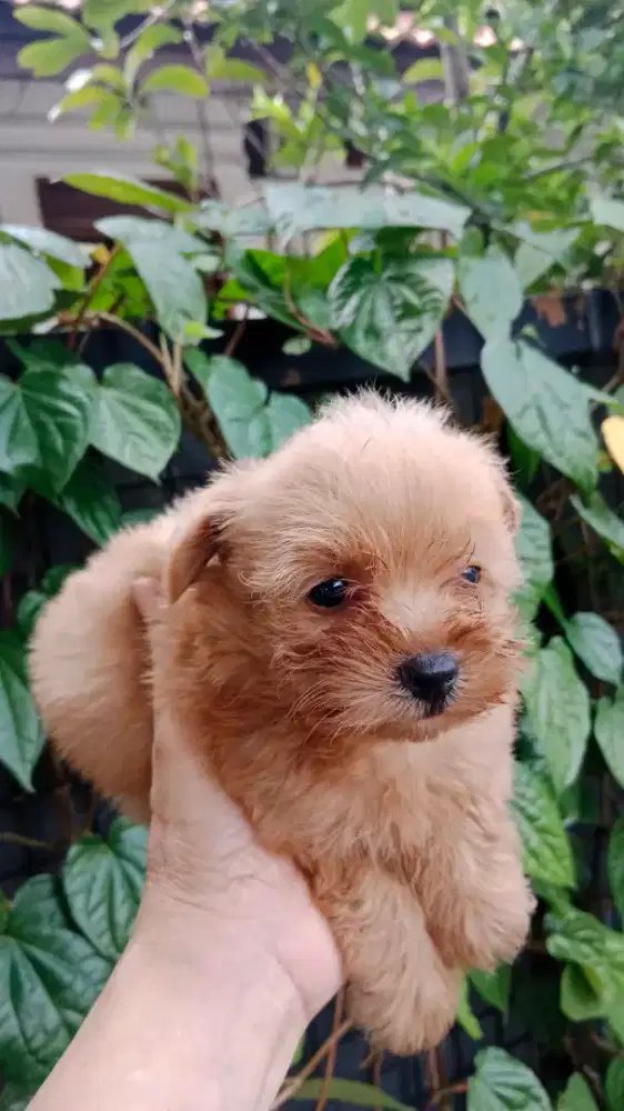Puppy Jantan Maltipo