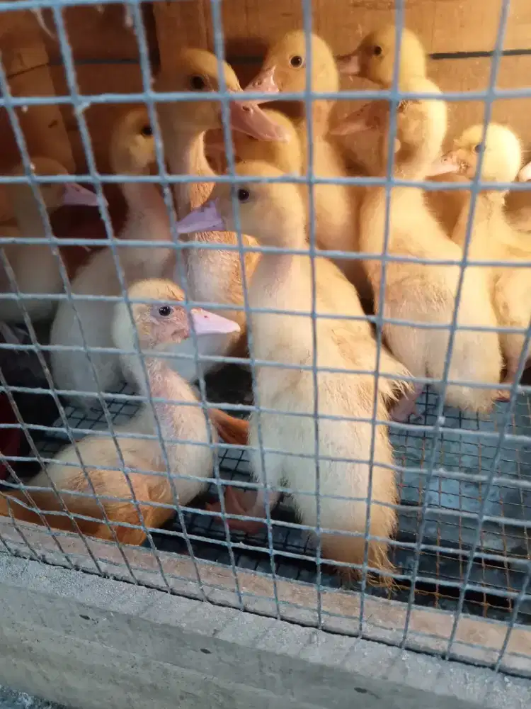 Jual Minti anak Mentok