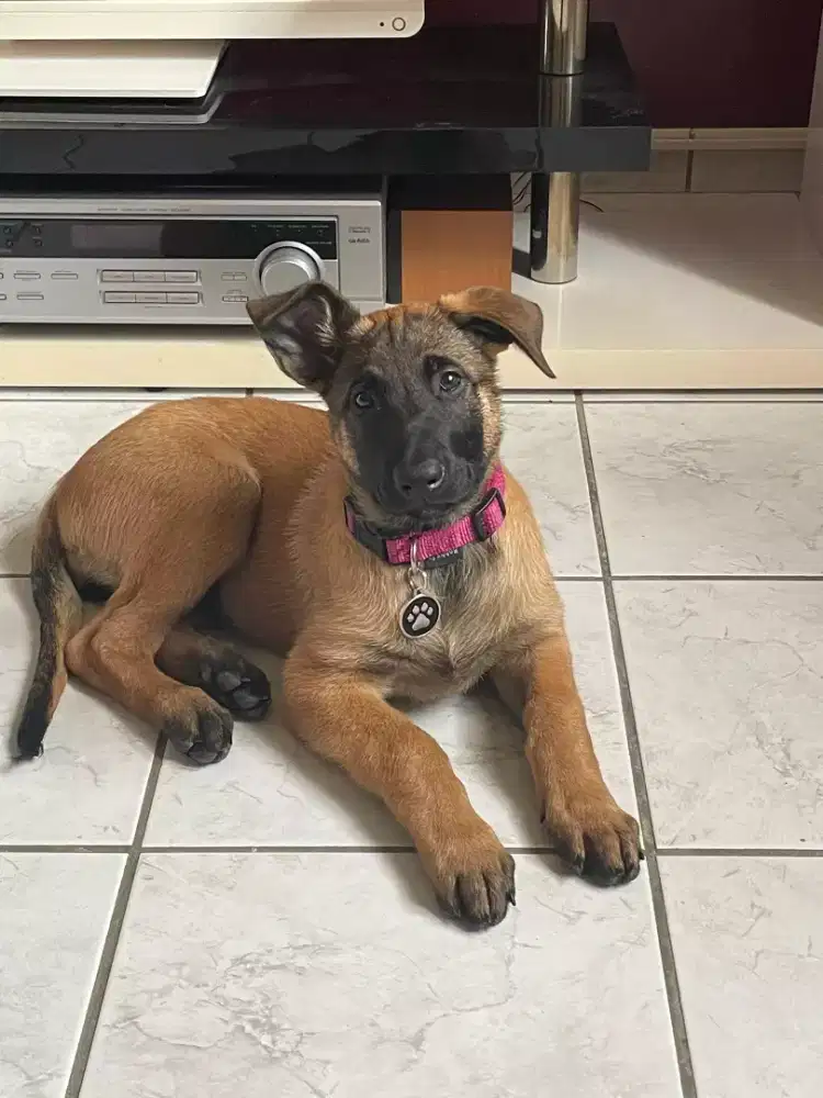 ANJING BELGIAN MALINOIS