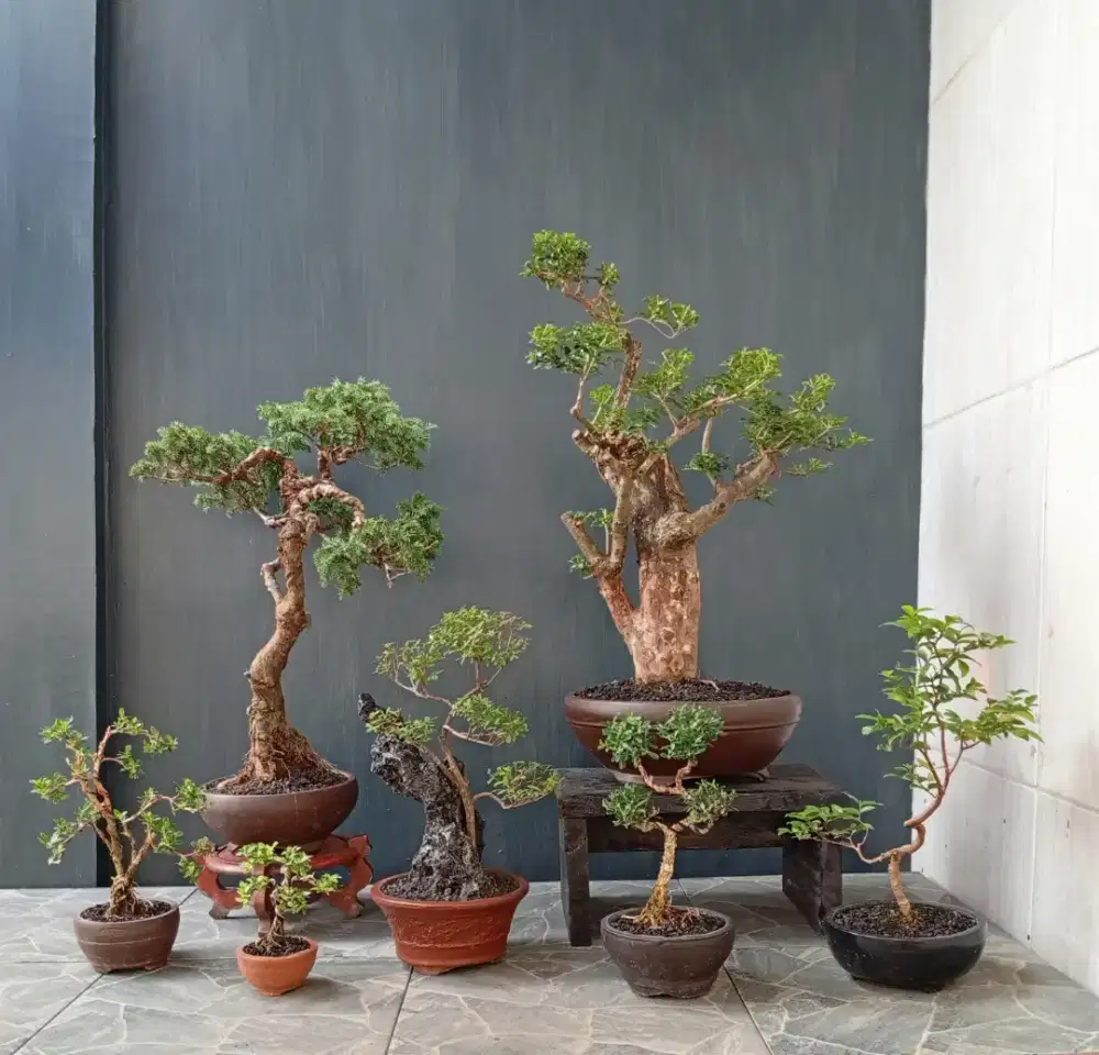 Borong murah mini bonsai 7 pohon