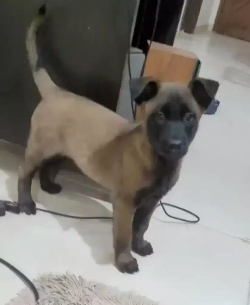 ANJING BELGIAN MALINOIS