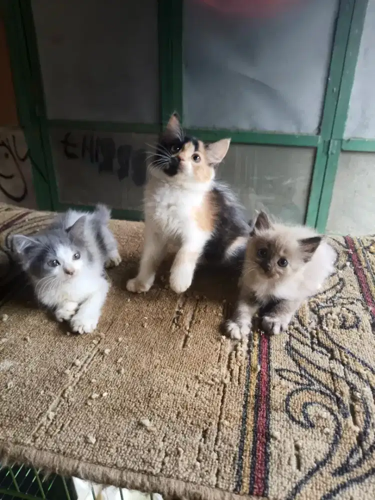 Persia dan Himalaya 2,5 bulan
