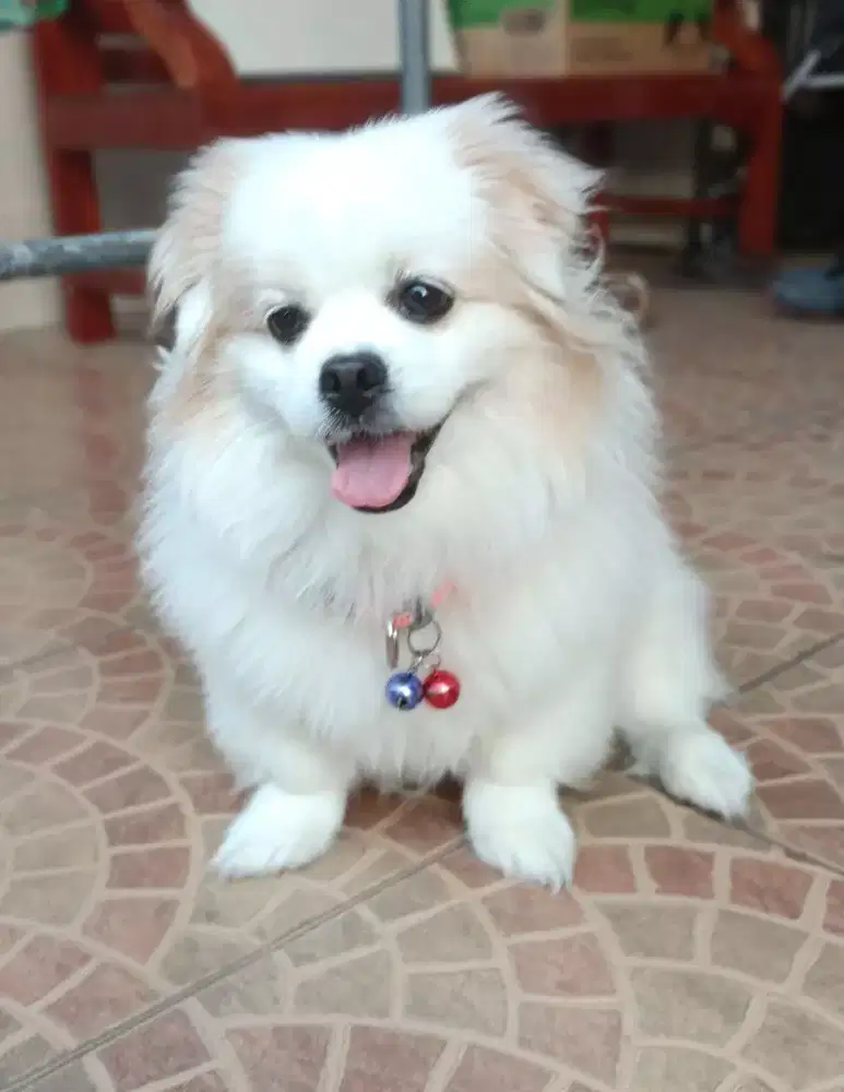 ANJING POM MIX BETINA