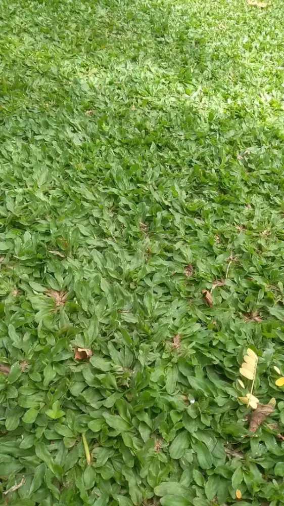 Jual jenis berbagai rumput gajah mini kerdil harga per meter persegi