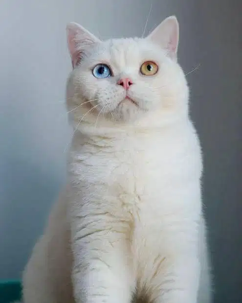 Kucing britih shorthair pejantan odd eye