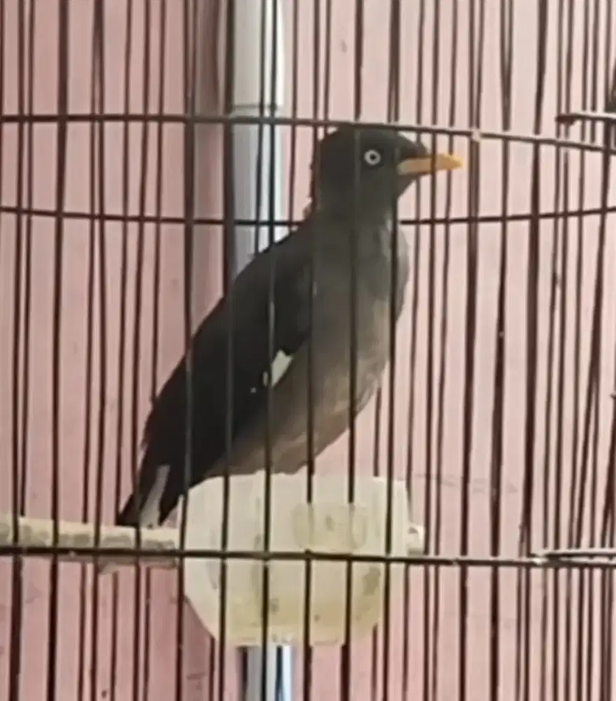 Burung jalak kebo jantan mata putih rajin bunyi jinak gak giras