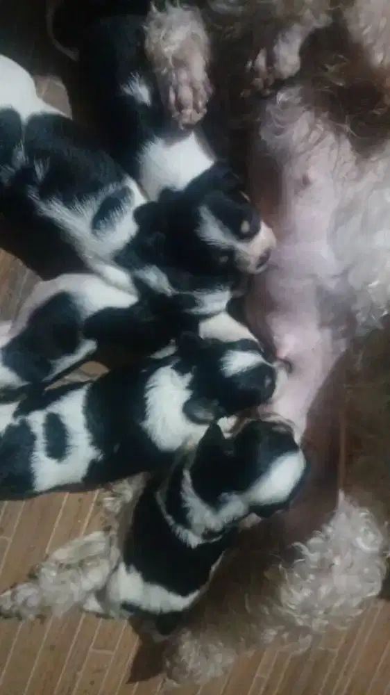 Pre order dijual anak anjing cute