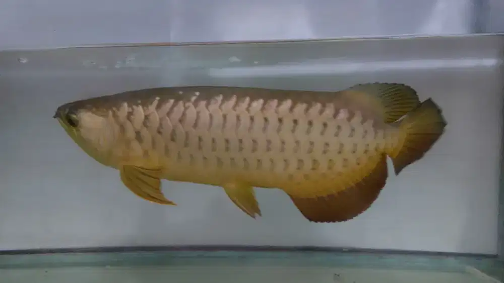 ARWANA golden HB