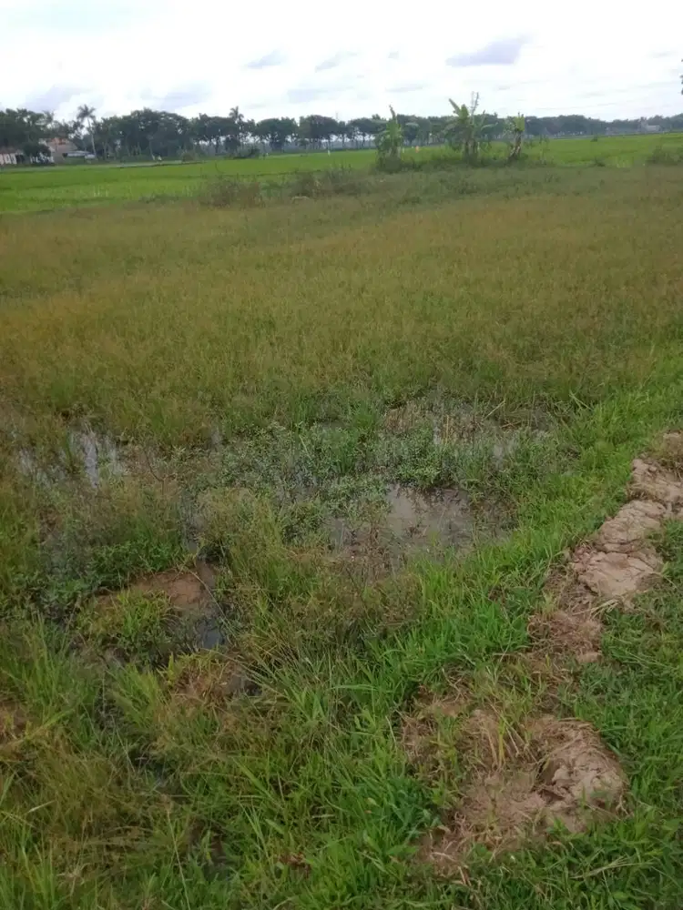 Jual Sawah Potensial Dekat Jalan, Strategis 464 m2