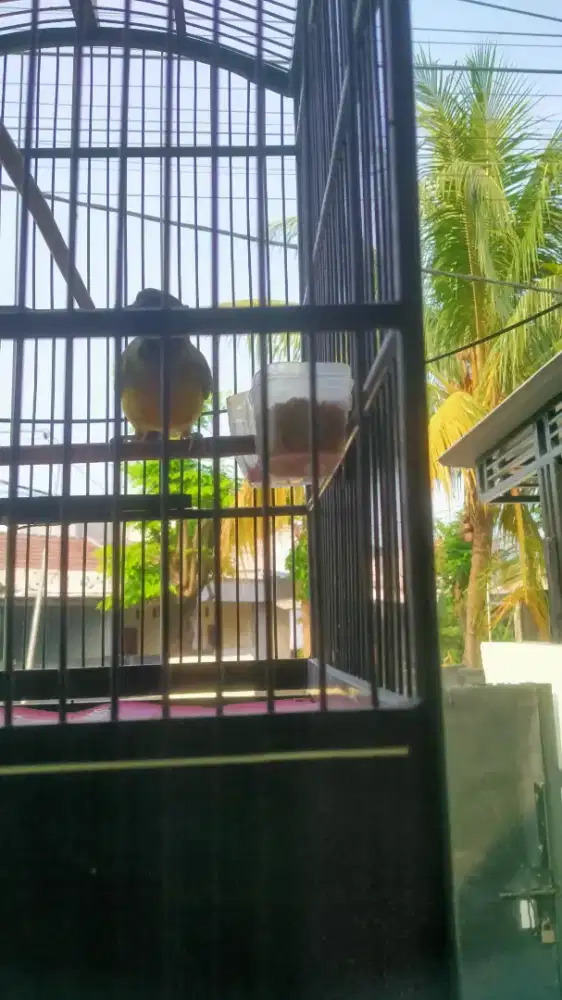 Burung Samyong trotol mutasi