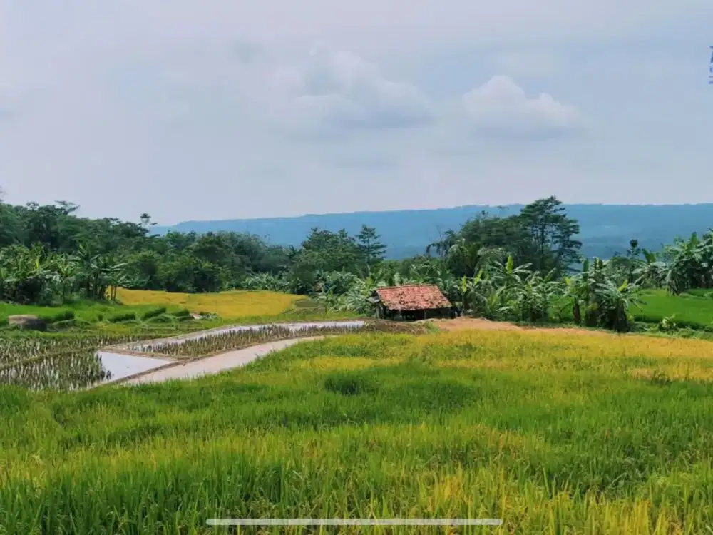 Dijual Murah Tanah Sawah dan Kebun Pisang di Bojong Purwakarta