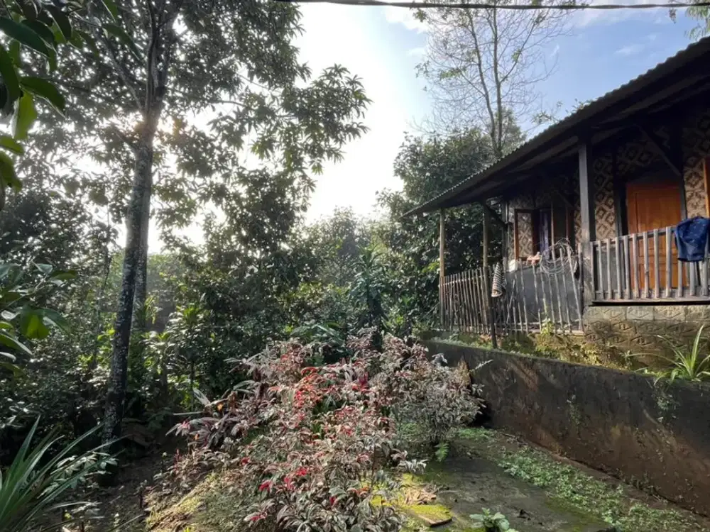 Dijual Murah Tanah Kebun Alpukat Manggis Bonus Rumah Kayu Purwakarta