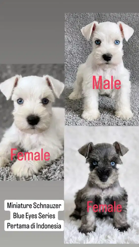 Miniature Schnauzer Exotic Blue Eyes