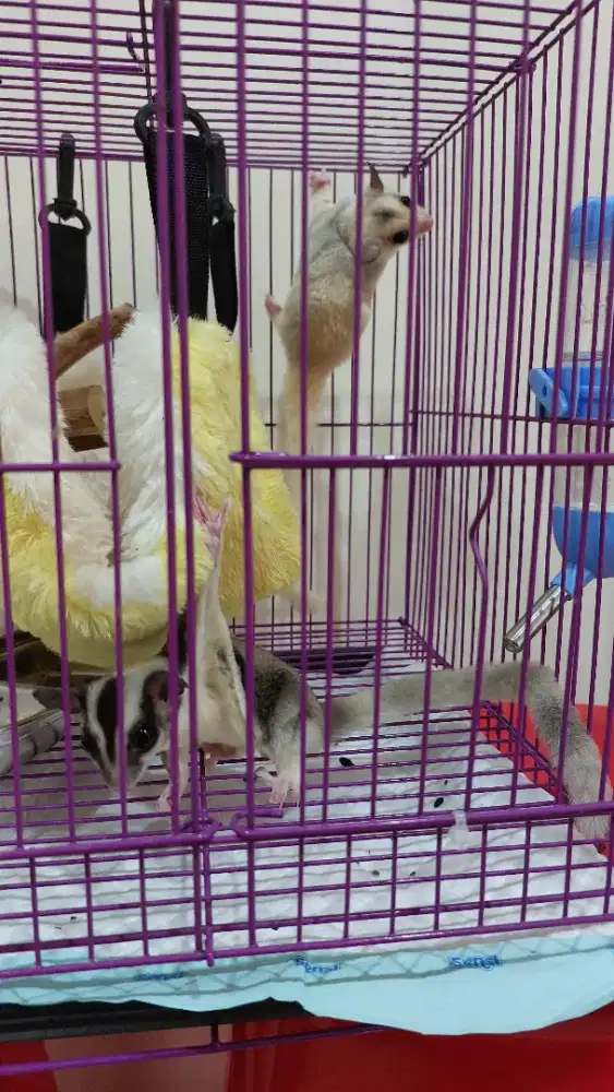 Sugarglider Jantan dan Betina Mosaic
