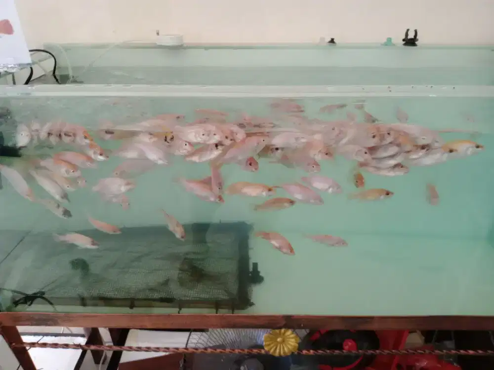 Bibit ikan hias dan konsumsi