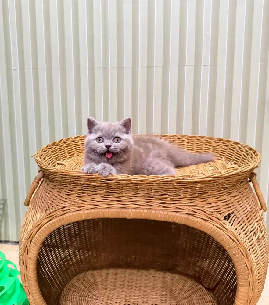 Kucing British shorthair