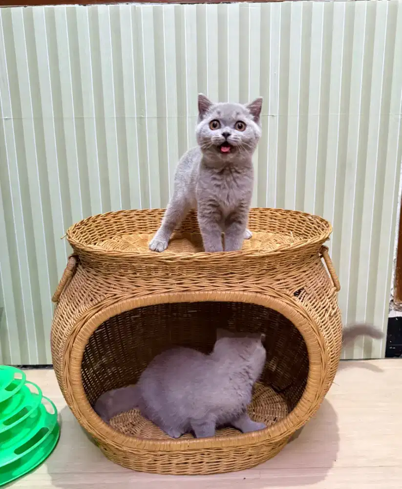 Kucing British shorthair