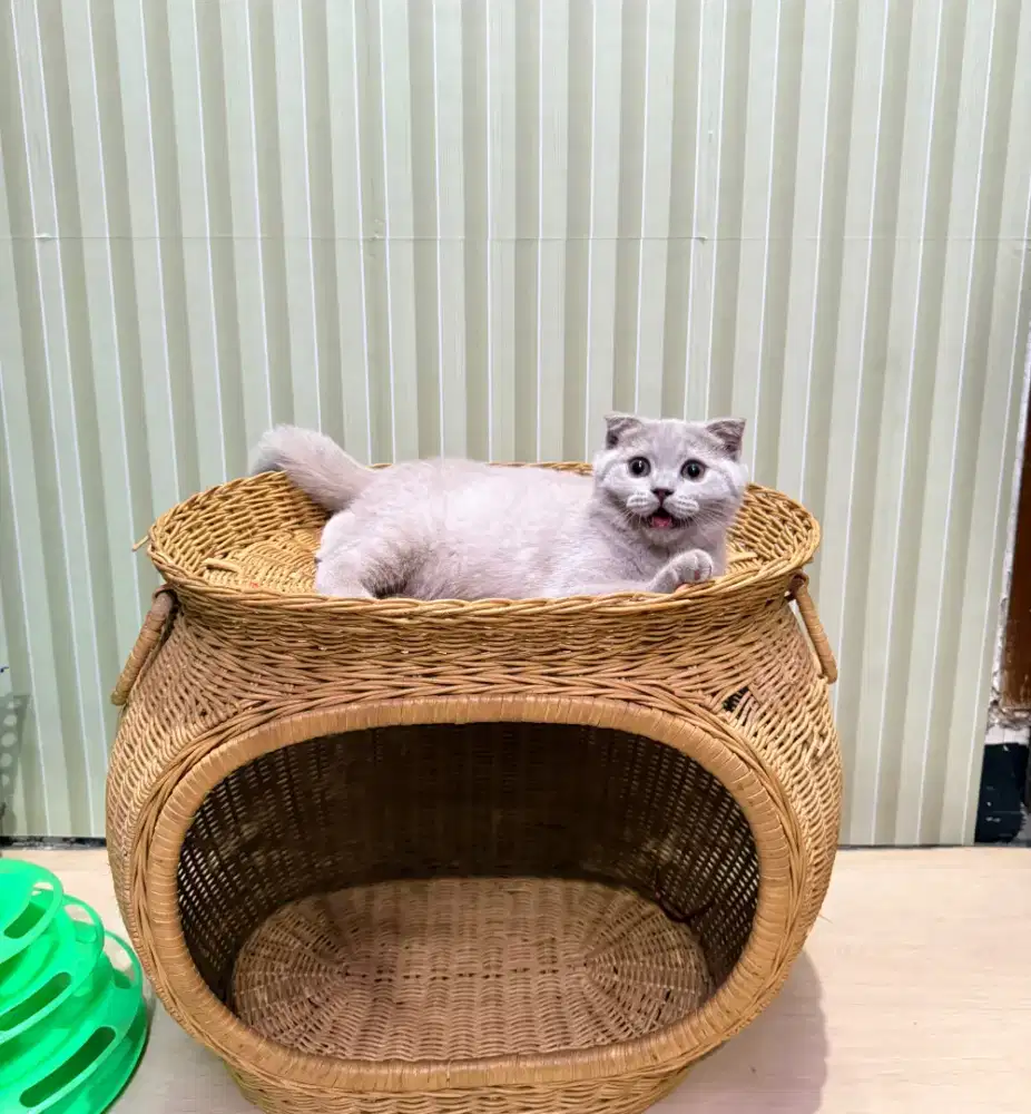 British shorthair Scottish fold