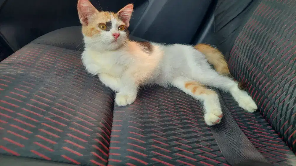 Kucing Persia X BSH