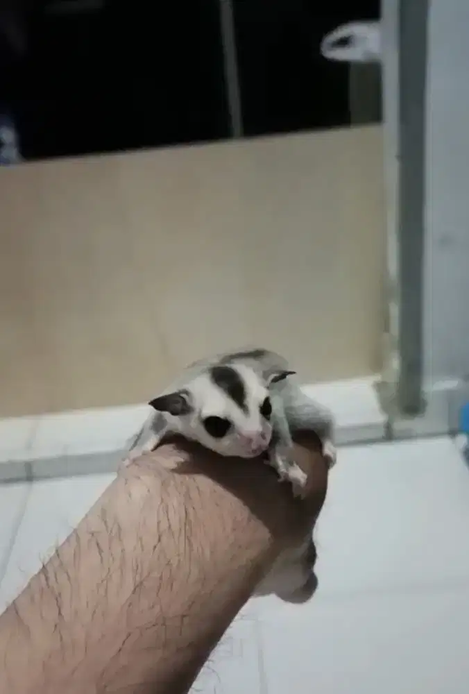 Sugar Glider White Face PH Leucistis