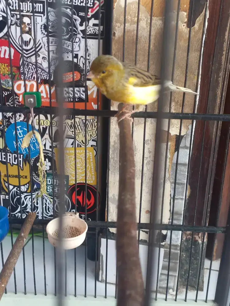 Burung kenari Af