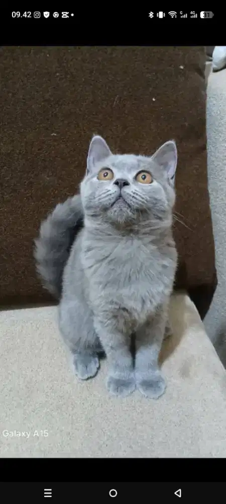 Kucing BSH ras murni BETINA DEWASA