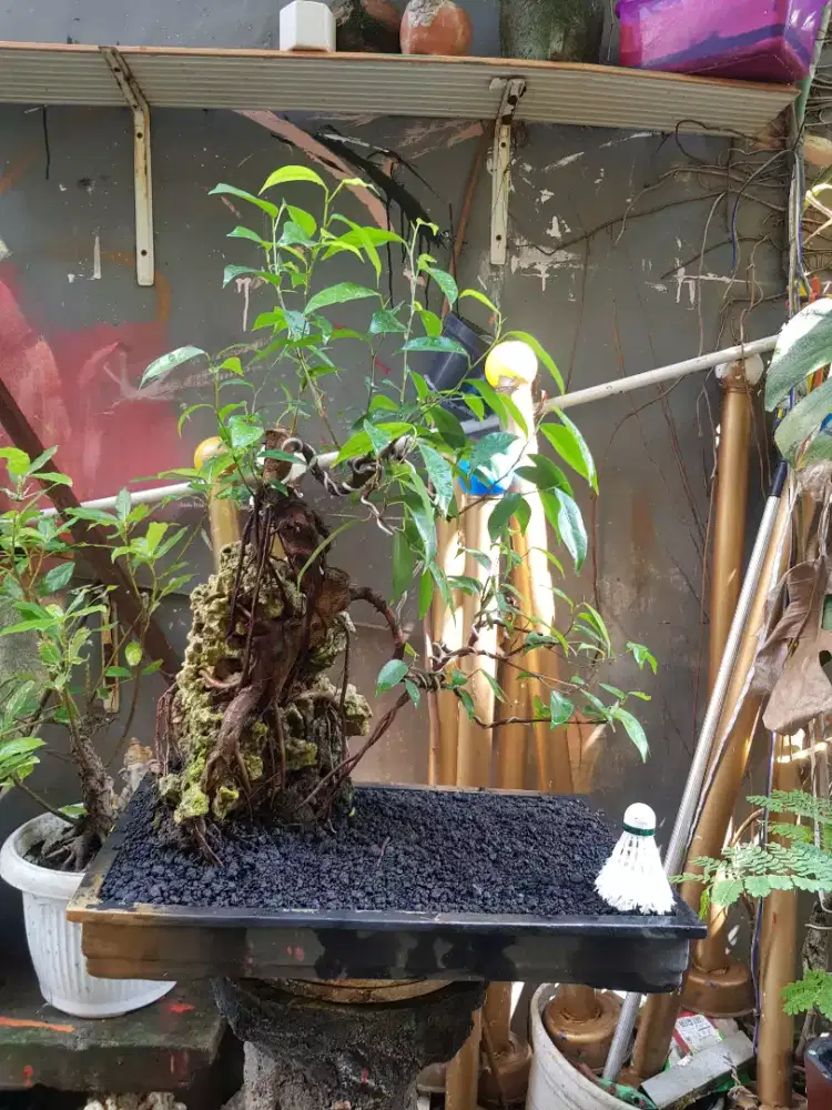 BONSAI BERINGIN ONTHEROCK