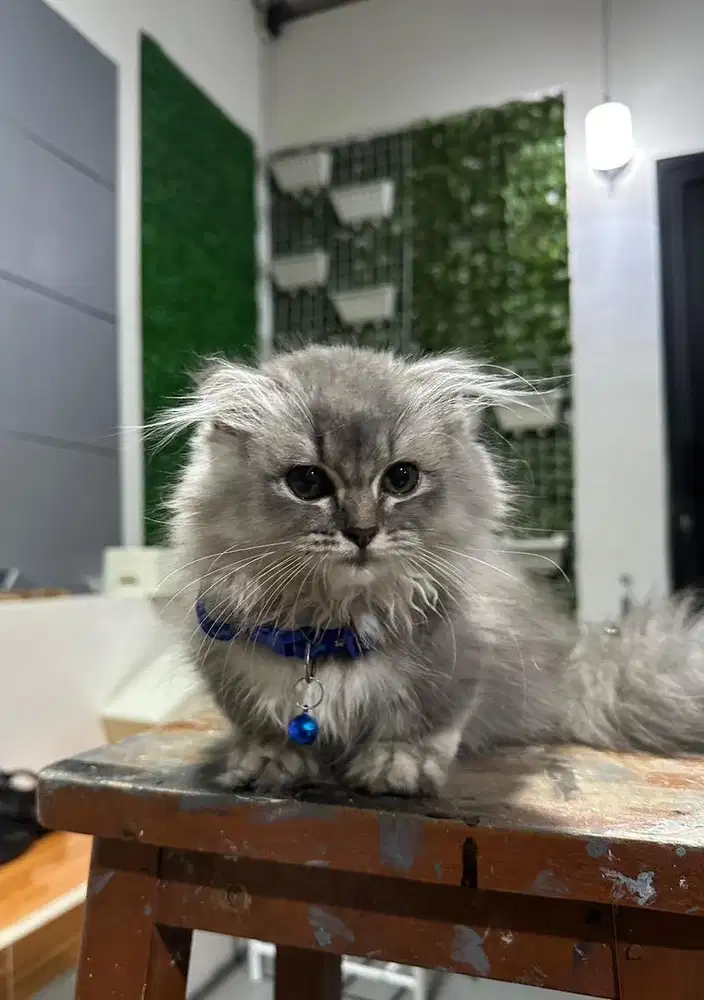 Kucing  scottish fold long hair Silver munchkin